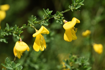 Poster - genets fleurs jaune