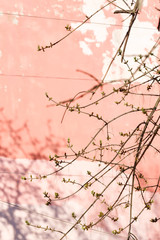 Pink textured concrete wall with tree branches pattern.