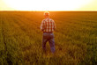 © Zoran Zeremski - Senior farmer walking in young wheat field and examining crop at sunset.