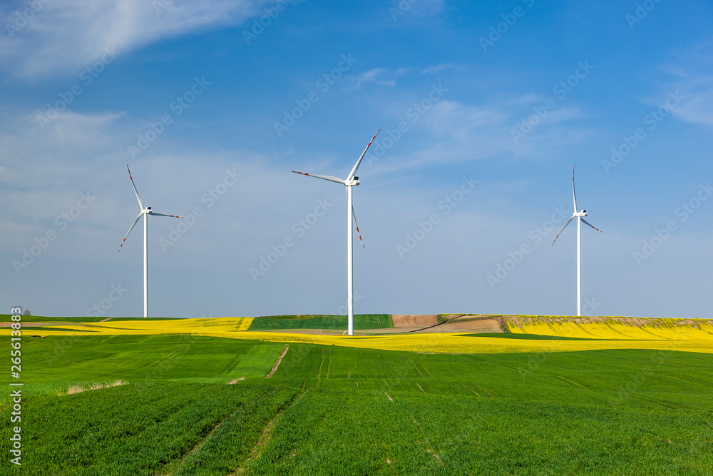 Turbiny wiatrowe na polu z rzepakiem - obrazy, fototapety, plakaty 