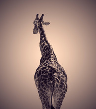 Graphic Giraffe On Abstract Background.