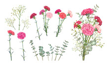Set Carnation Flowers