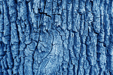 Bark Of Old Big Oak Tree Texture In Navy Blue Tone.