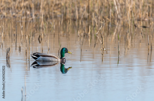 Fotografía Mallard Duck Swimming in a Wetland Lake in Spring in Latvia