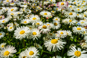 Wall Mural - Wild white spring flowers.