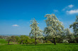© ji_images - Blühende Bäume auf einer Streuobstwiese