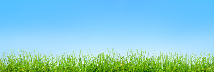 Wall Mural - spring green grass  background over sky