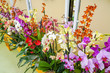 A colorful combination of orchids (mainly Phalaenopsis)