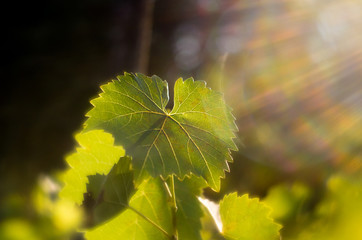 Fotomurales - Vine leaves in autumn. Vine leaves lit by the setting sun. Green leaves lit by soft sunlight. Wine vineyards shining from the sun. Backdrop of green objects.. Vineyard lit by the sun.