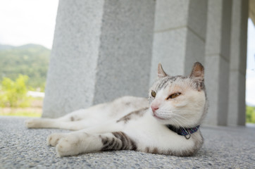 Poster - cat sleep on the ground