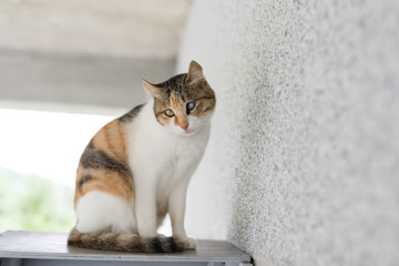 Wall Mural - little baby cat portrait