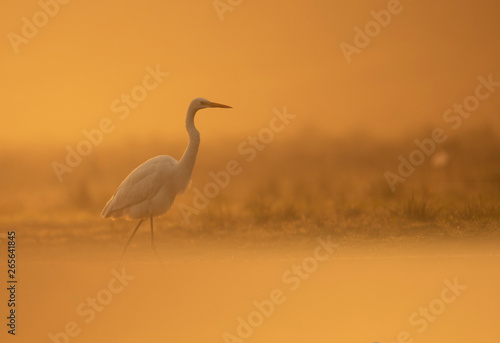 Carta da parati  Great Egret in misty Morning