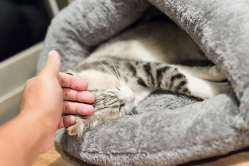 Wall Mural - cat sleep at a nest