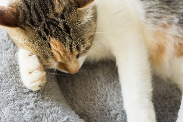 Poster - cat sleep at a nest