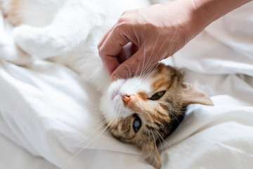 Wall Mural - touching little tortoiseshell cat