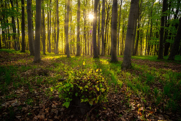 Poster - Sunrays in the green forest