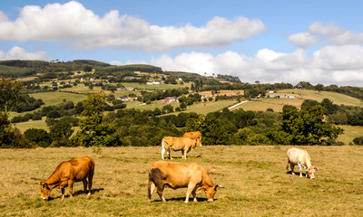 Cows in the meadows in a sunny day.