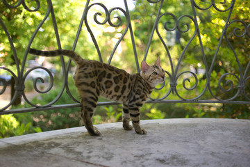 Wall Mural - Portrait of a bengal cat sitting on a balcony and looking up