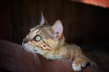 Wall Mural - Closeup portrait of a young bengal cat, yellow eyes