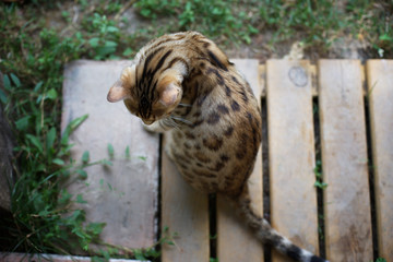 Wall Mural - Bengal cat seen from above, beautiful fur with spotted pattern