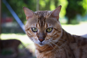 Wall Mural - Closeup portrait of a male bengal cat, yellow eyes