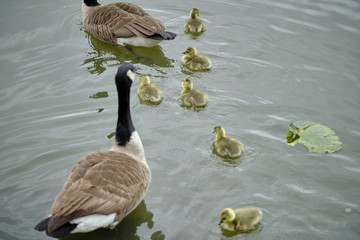 Sticker - Goslings with their goose parents