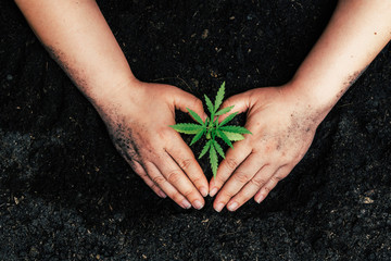 The second hand is carrying marijuana seedlings that will be planted in the soil the concept of loving the world.