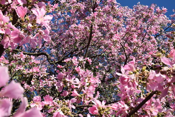 Nature Tree Landscape