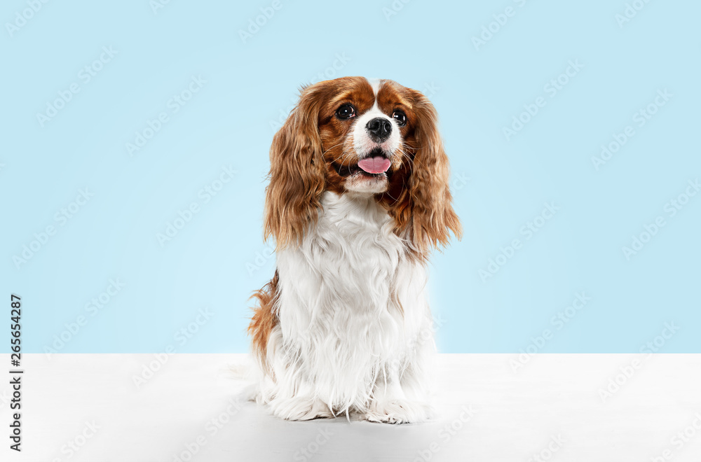 Spaniel puppy playing in studio. Cute doggy or pet is sitting isolated on blue background. The Cavalier King Charles. Negative space to insert your text or image. Concept of movement, animal rights. - obrazy, fototapety, plakaty 