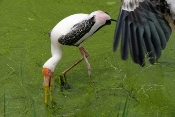 Wall Mural - Milky stork close up yellow red beak looking for food in river