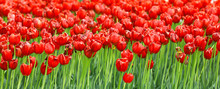 Flower Field With Red Tulips