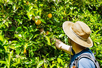 Wall Mural - Unidentified person picking oranges, San Jose, South San Francisco bay area, California