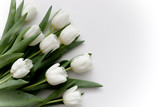 Fototapeta Kwiaty - Photo with white gentle tulips.