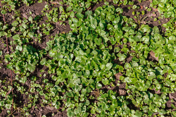 early spring herbs on the ground, view from above.