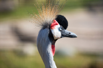 Sticker - Crowned Crane. Crowned crane is a large bird from the family of real cranes, leading a sedentary lifestyle in West and East Africa. The bird is one of Uganda's national symbols and is depicted on its 