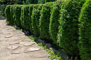 Natural background of Buxus Bush or Buxus, ideal for garden design with shape and green leaves all year round, mountain Balkan, near Varshets town, Bulgaria, Europe 