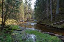 Rock Covered River Bed In Forest With Low Water Level