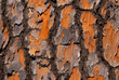 Pine tree bark as background