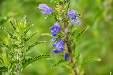 moldavian dragonhead a medicinal plant in summer in bloom