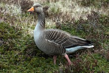 Greylag Goose (Anser Anser), Iceland, Europe