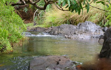 stream in the forest