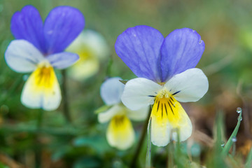 Wall Mural - Wild Pansies or Heartseases (Viola tricolor). Heartsease on a meadow. Beautiful close-up photo. Viola Flowers.