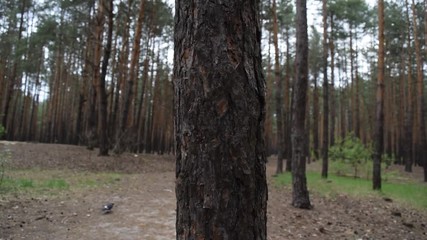 Wall Mural - Fabulous beautiful spring pine forest.