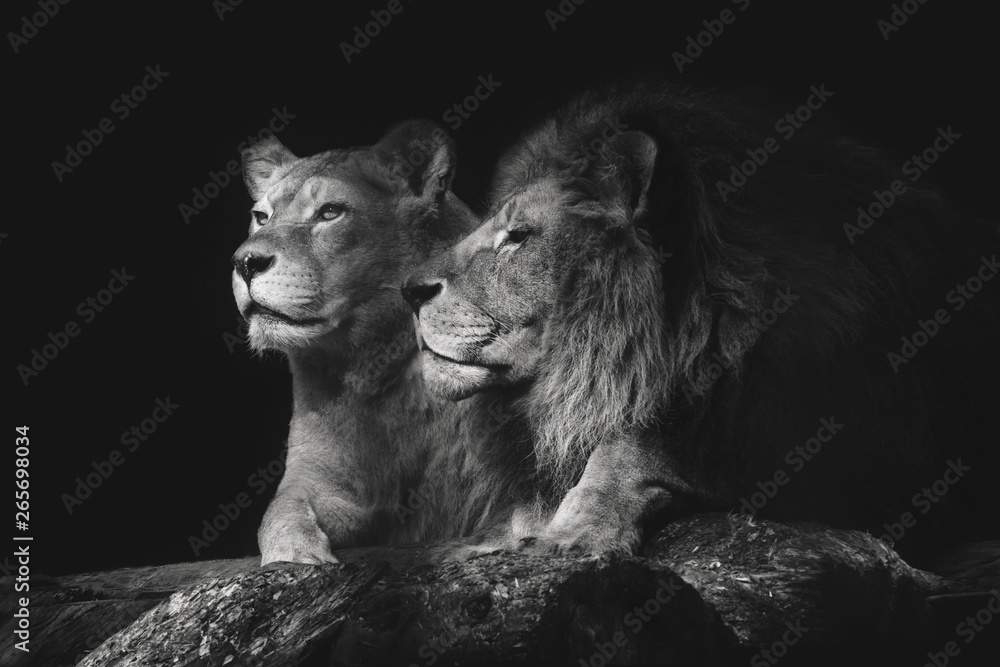 Portrait of a sitting lions couple close-up on an isolated black background. Male lion sniffing female. - obrazy, fototapety, plakaty 