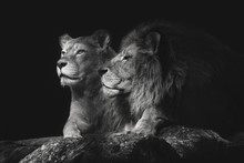 Portrait Of A Sitting Lions Couple Close-up On An Isolated Black Background. Male Lion Sniffing Female.
