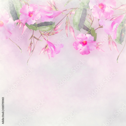 Pink Dipladenia flowers for background