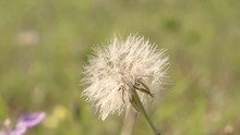 Close Up Of A White Dandelion Puff Ball Moving Slightly In The Breeze, Slow Pan 24 Fps.
