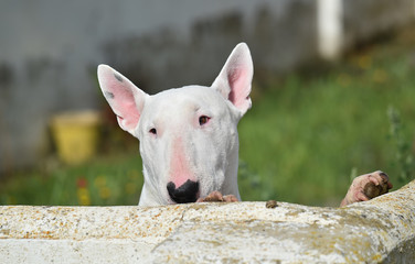 bull terrier