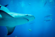 Under side of spinner shark