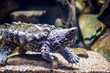An alligator snapping turtle in tank